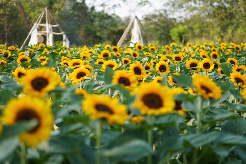 Sunflower garden