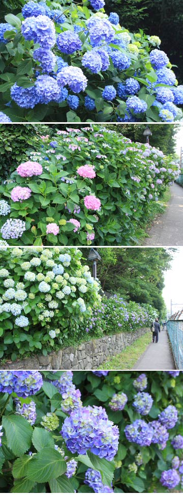 Hydrangea at Asukayama Park