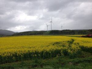 Golden rape flowers