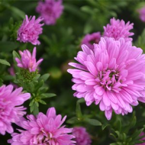 Pink Aster plant