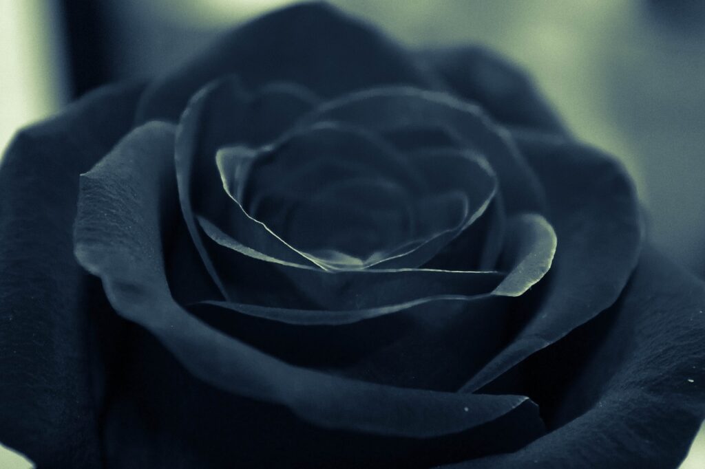 black, rose, flower
