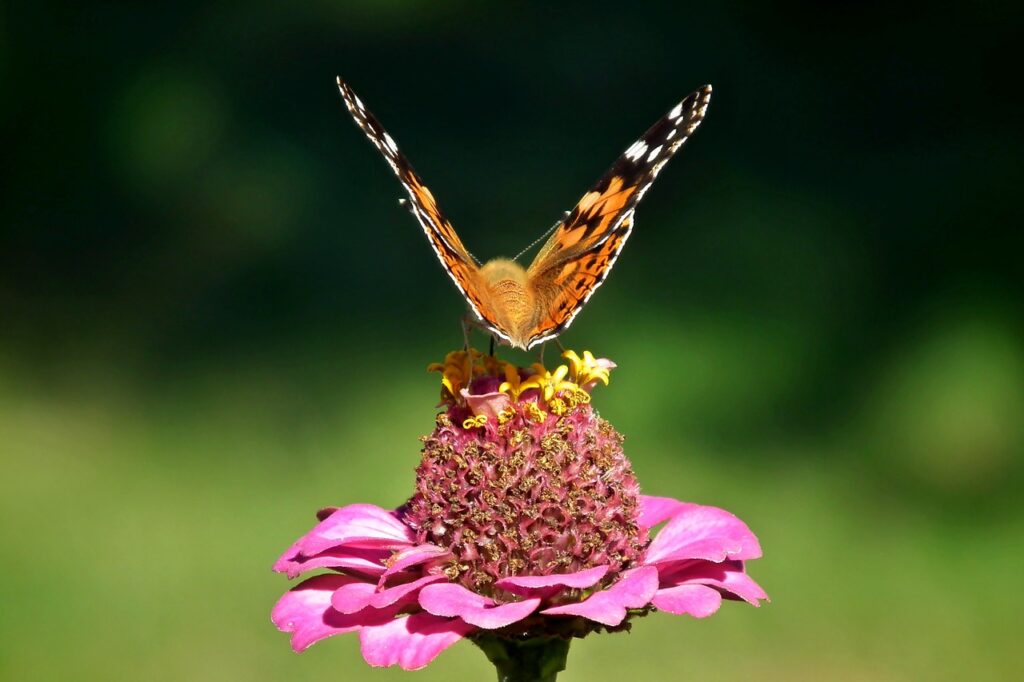 butterfly, insect, flower