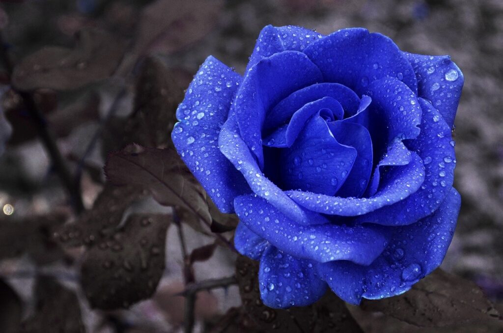 flower, blue, rose