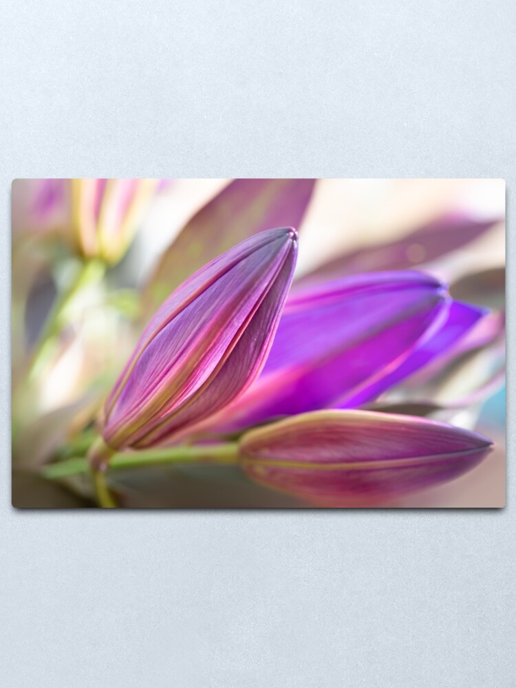 violet Lily