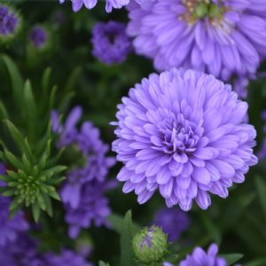 Purple Aster plant