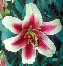 orienpet lily