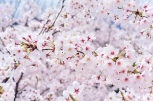 japan, landscape, spring