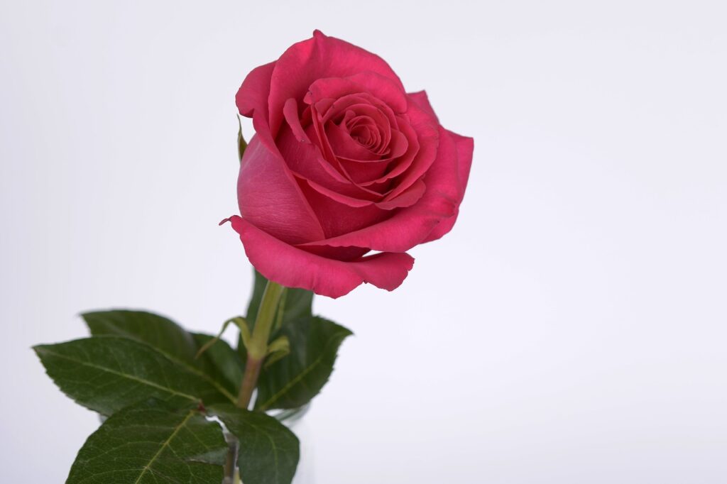 rose, pink, rose flower