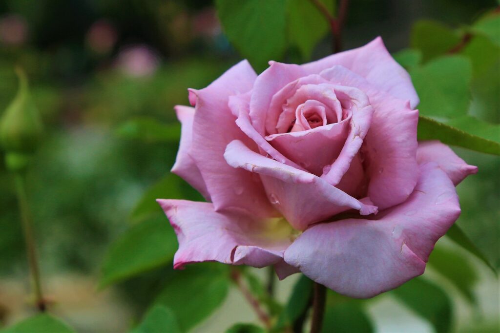 rose, spring, nature