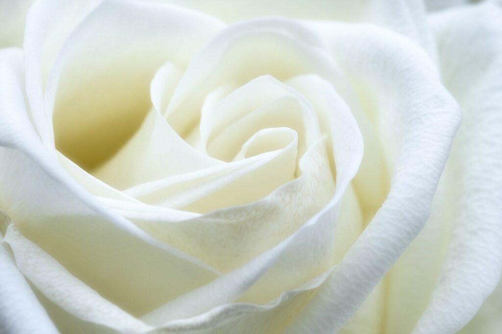 rose, white, flower