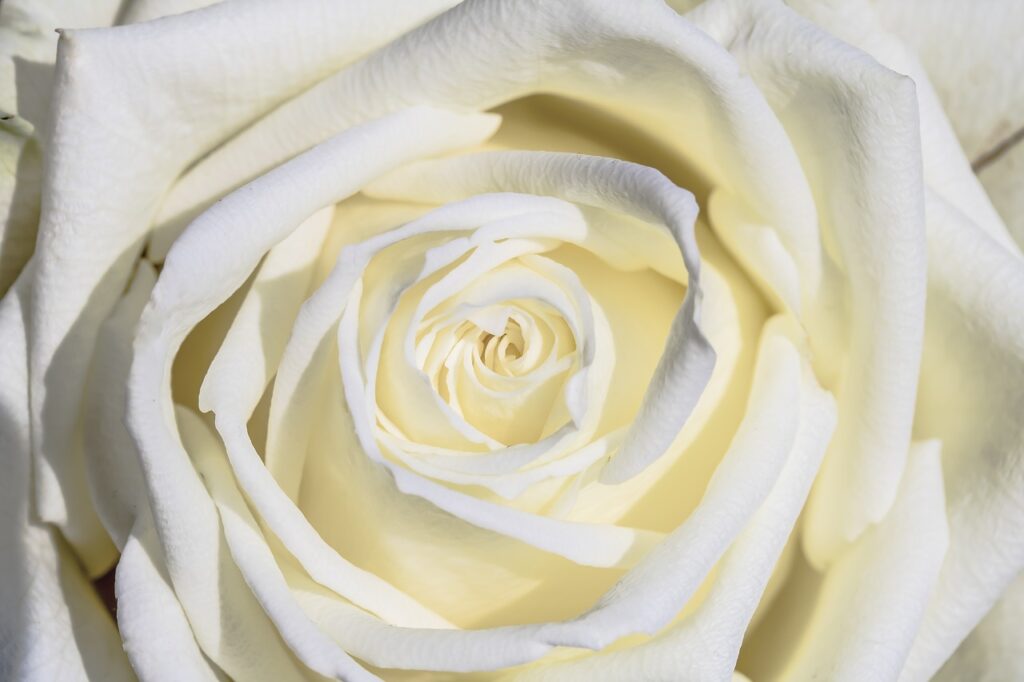 white rose, rose, flower