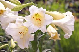 Candidum lily
