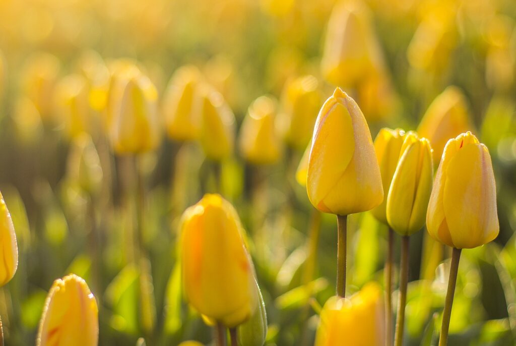 netherlands, tulips, flower