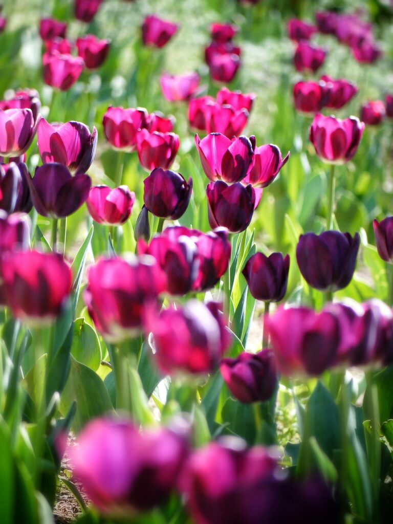tulipa, tulip, flowers