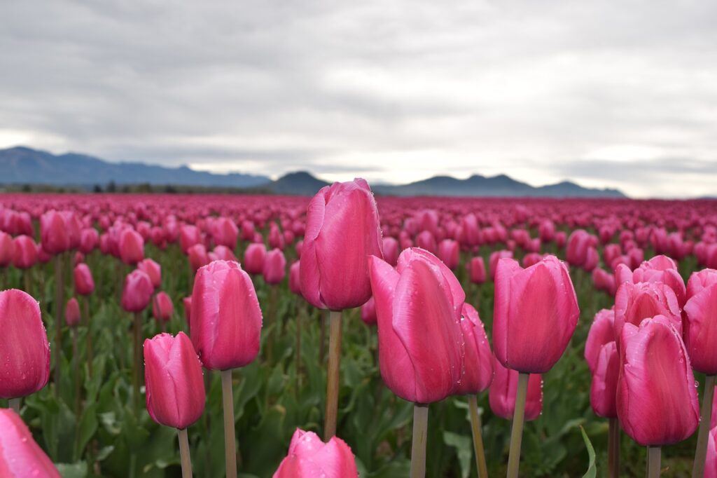 tulips, pink, may flowers