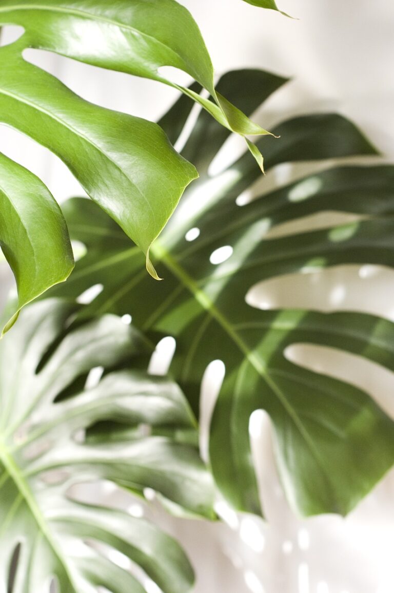 Monstera plant, monstera leaf, the popularlity house